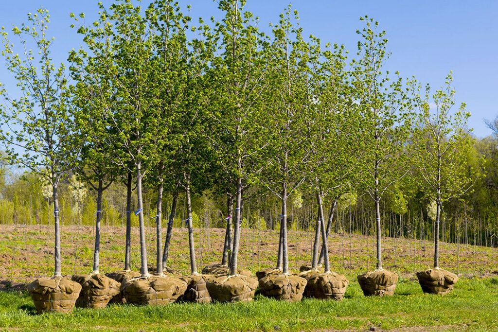 Les limites de la plantation massive d'arbres pour lutter contre le réchauffement climatique