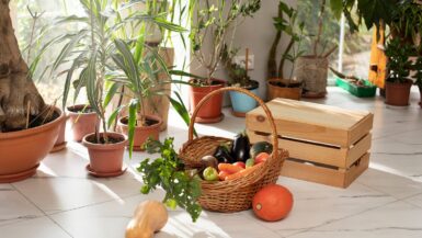 Cultiver des légumes frais en appartement toute l'année : le guide ultime