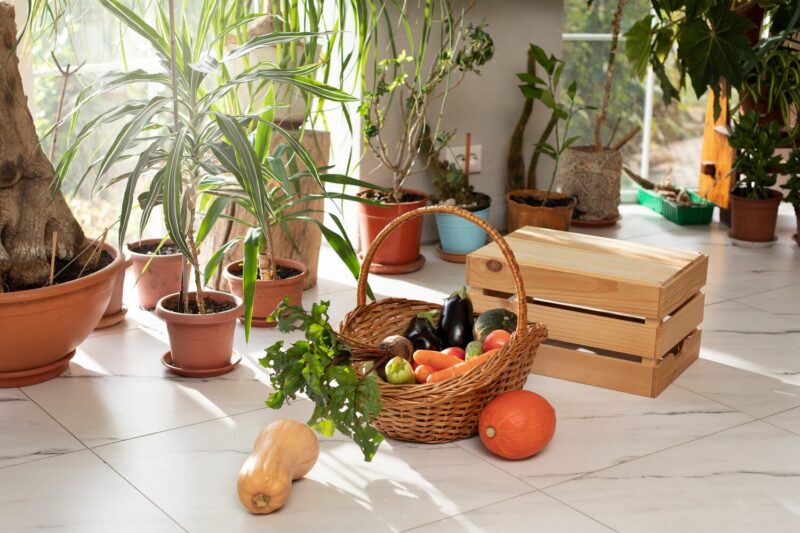 Cultiver des légumes frais en appartement toute l'année : le guide ultime